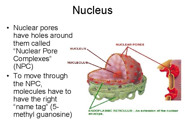 Nucleus • Nuclear pores have holes around them called “Nuclear Pore Complexes” (NPC) •