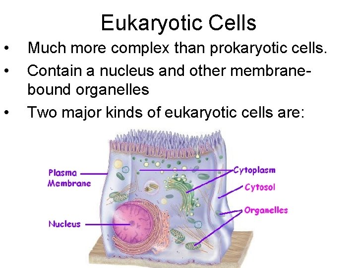 Eukaryotic Cells • • • Much more complex than prokaryotic cells. Contain a nucleus