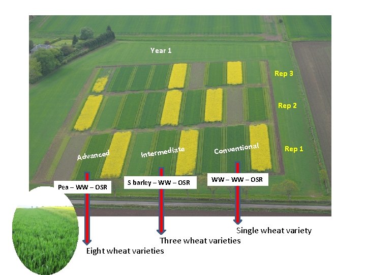 Year 1 Rep 3 Rep 2 d Advance Pea – WW – OSR iate Year 1 Rep 3 Rep 2 d Advance Pea – WW – OSR iate