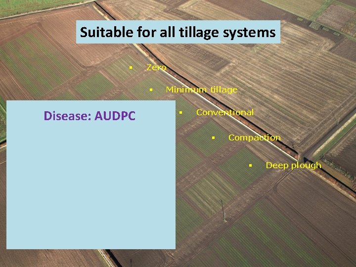 Suitable for all tillage systems § Zero § Disease: AUDPC Minimum tillage § Conventional Suitable for all tillage systems § Zero § Disease: AUDPC Minimum tillage § Conventional