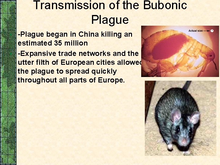 Transmission of the Bubonic Plague § § -Plague began in China killing an estimated
