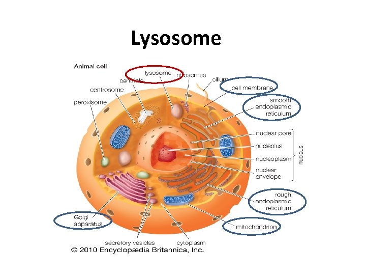 Lysosome 