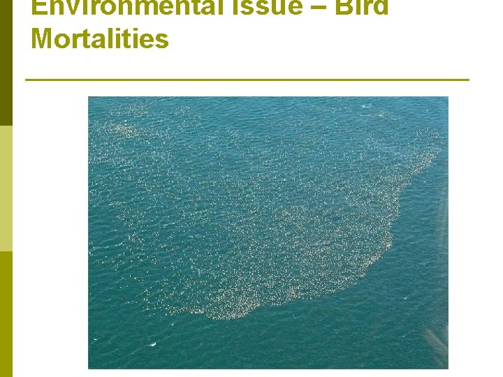 Environmental Issue – Bird Mortalities 