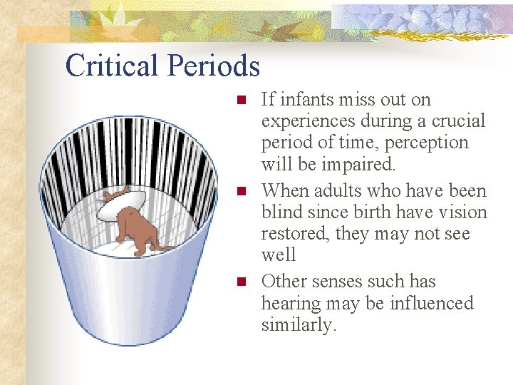 Critical Periods n n n If infants miss out on experiences during a crucial