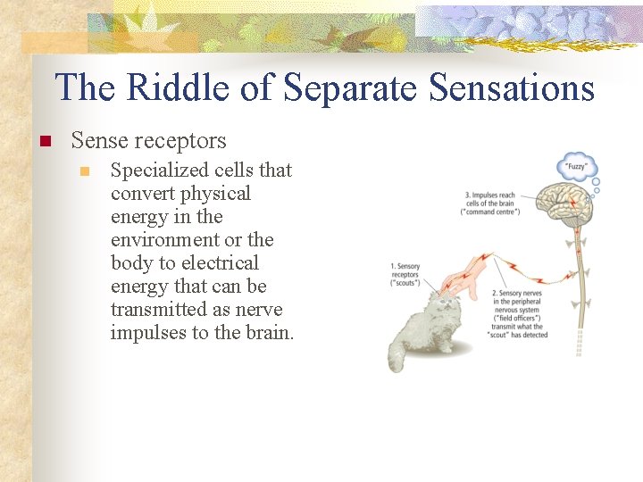 The Riddle of Separate Sensations n Sense receptors n Specialized cells that convert physical