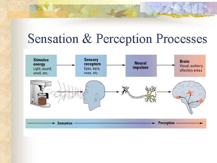 Sensation & Perception Processes 