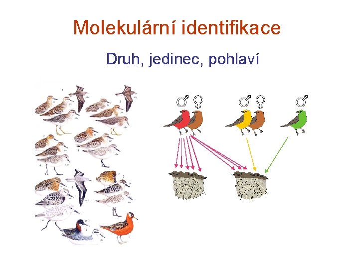 Molekulární identifikace Druh, jedinec, pohlaví 