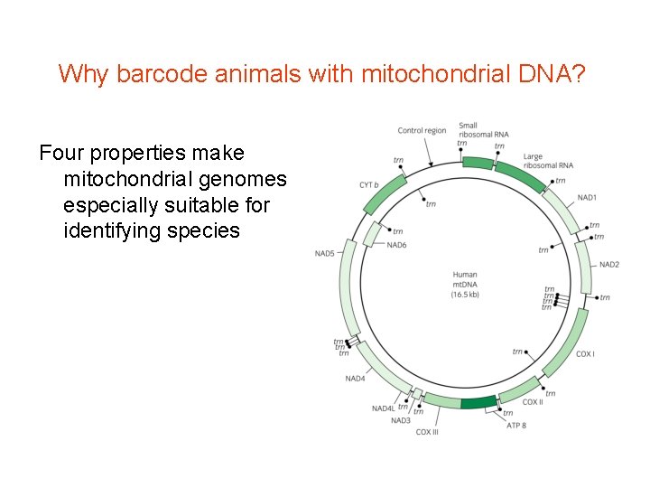 Why barcode animals with mitochondrial DNA? Four properties make mitochondrial genomes especially suitable for