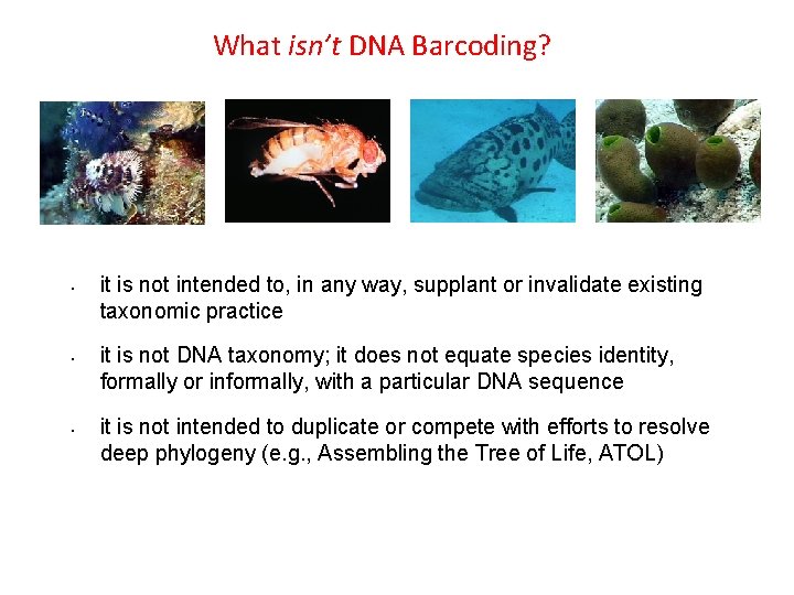 What isn’t DNA Barcoding? • • • it is not intended to, in any