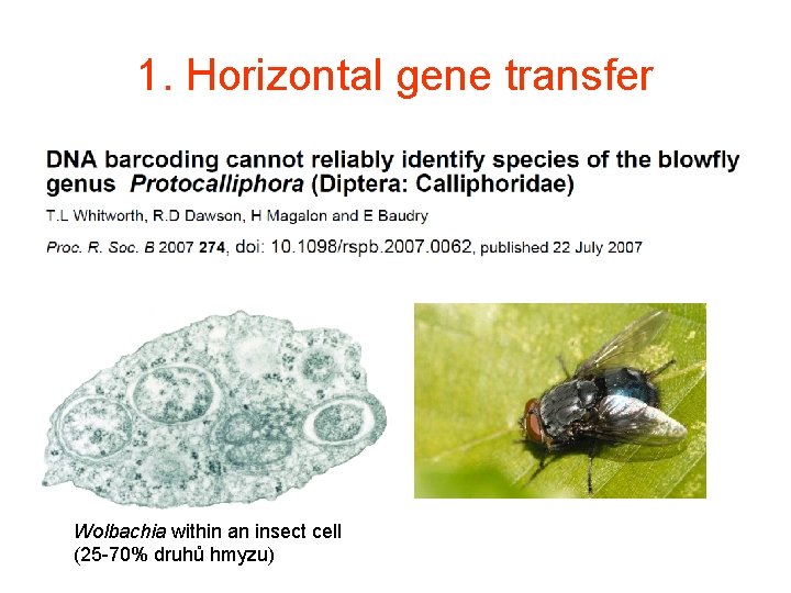1. Horizontal gene transfer Wolbachia within an insect cell (25 -70% druhů hmyzu) 