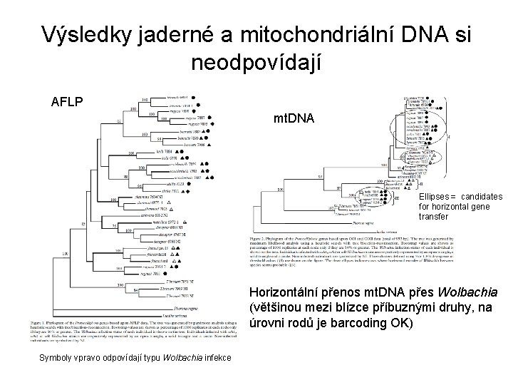 Výsledky jaderné a mitochondriální DNA si neodpovídají AFLP mt. DNA Ellipses = candidates for