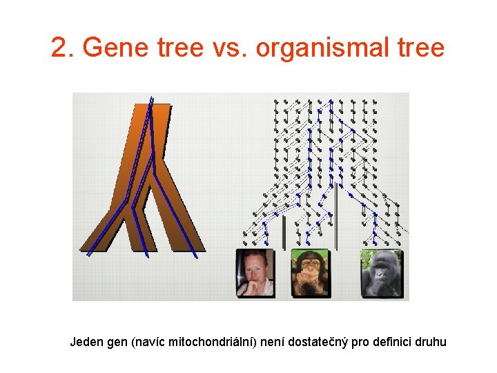 2. Gene tree vs. organismal tree Jeden gen (navíc mitochondriální) není dostatečný pro definici