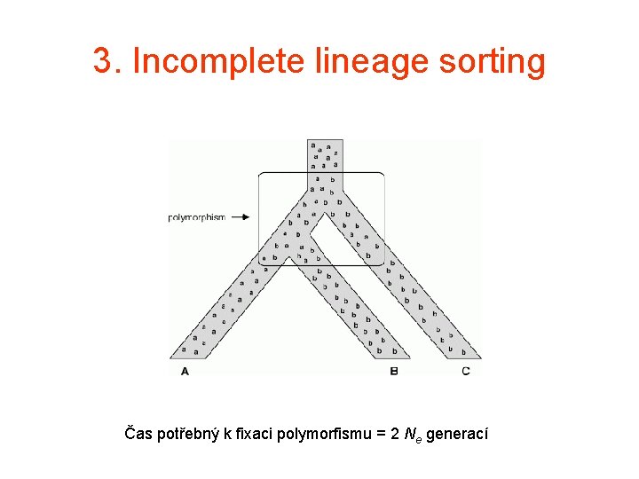 3. Incomplete lineage sorting Čas potřebný k fixaci polymorfismu = 2 Ne generací 