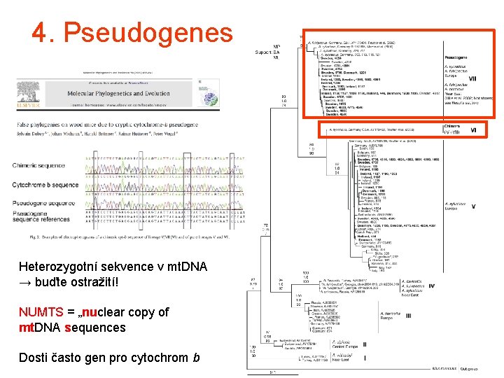 4. Pseudogenes Heterozygotní sekvence v mt. DNA → buďte ostražití! NUMTS = „nuclear copy