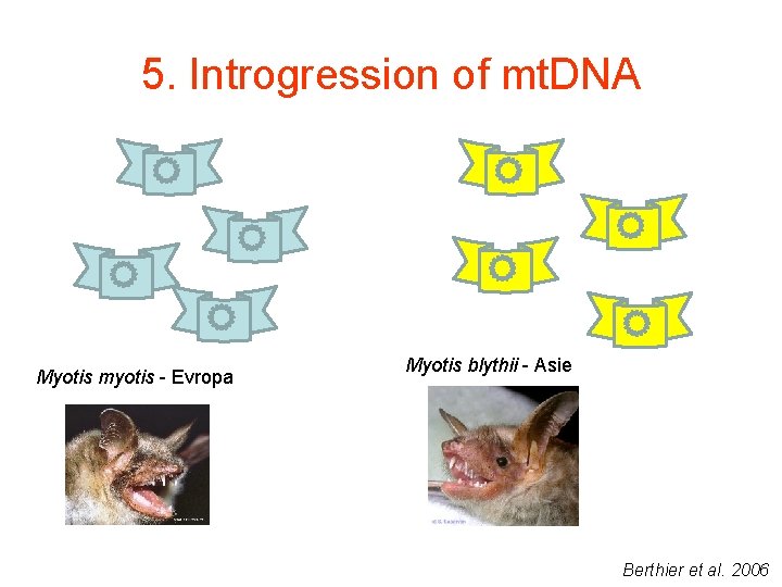 5. Introgression of mt. DNA Myotis myotis - Evropa Myotis blythii - Asie Berthier