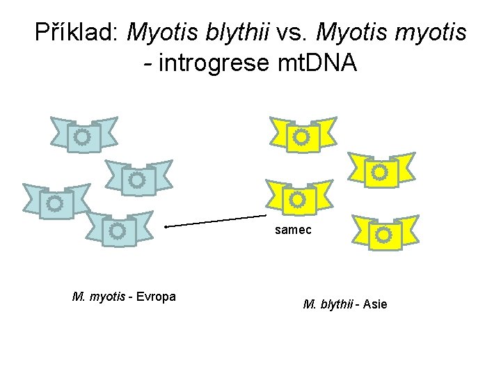 Příklad: Myotis blythii vs. Myotis myotis - introgrese mt. DNA samec M. myotis -