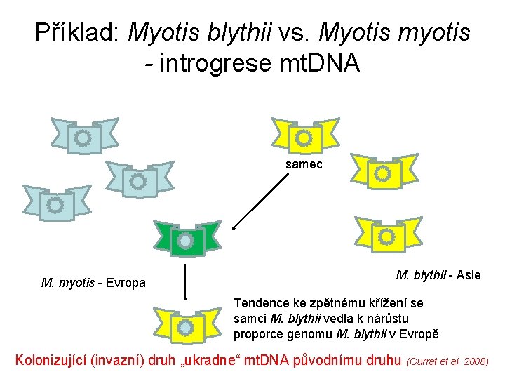 Příklad: Myotis blythii vs. Myotis myotis - introgrese mt. DNA samec M. myotis -
