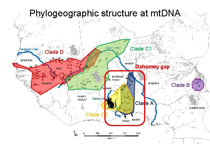 Phylogeographic structure at mt. DNA 65 Senegal river Clade D 7 SENEGAL 52 37