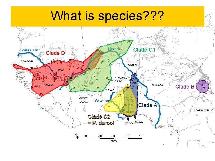What is species? ? ? 65 Senegal river Clade D 7 SENEGAL 52 37