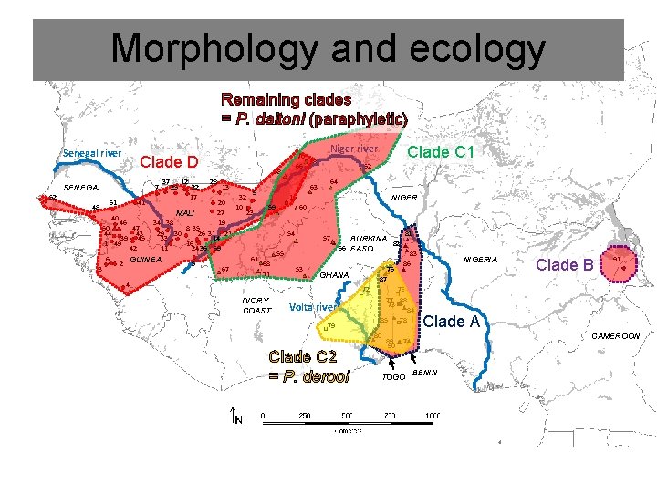 Morphology and ecology Remaining clades = P. daltoni (paraphyletic) 65 Senegal river Clade D