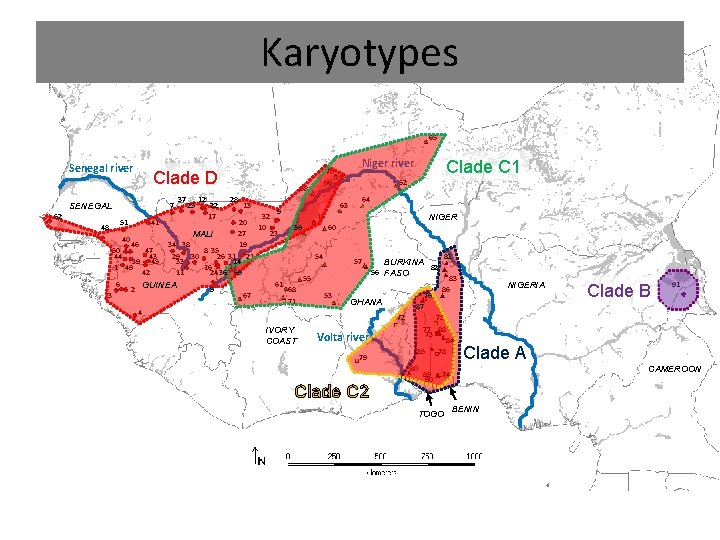 Karyotypes 65 Senegal river Clade D 7 SENEGAL 52 37 25 12 22 17