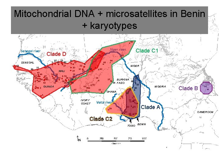 Mitochondrial DNA + microsatellites in Benin + karyotypes 65 Senegal river Clade D 7