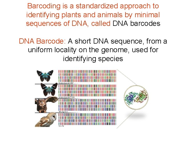 Barcoding is a standardized approach to identifying plants and animals by minimal sequences of