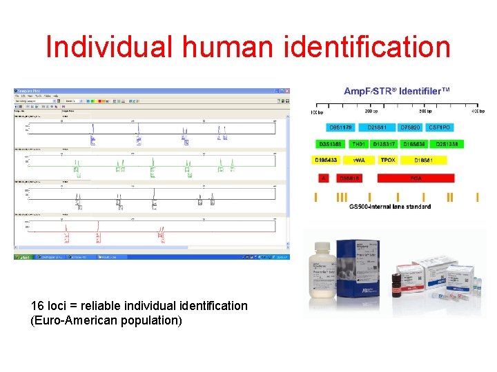 Individual human identification 16 loci = reliable individual identification (Euro-American population) 