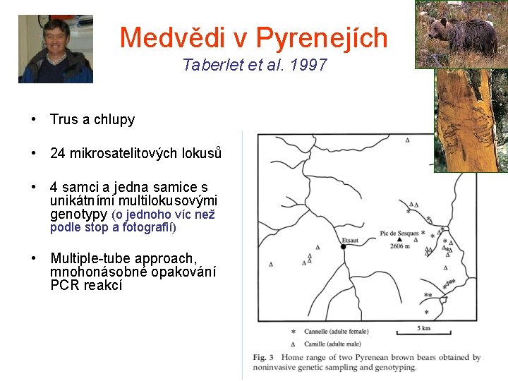 Medvědi v Pyrenejích Taberlet et al. 1997 • Trus a chlupy • 24 mikrosatelitových