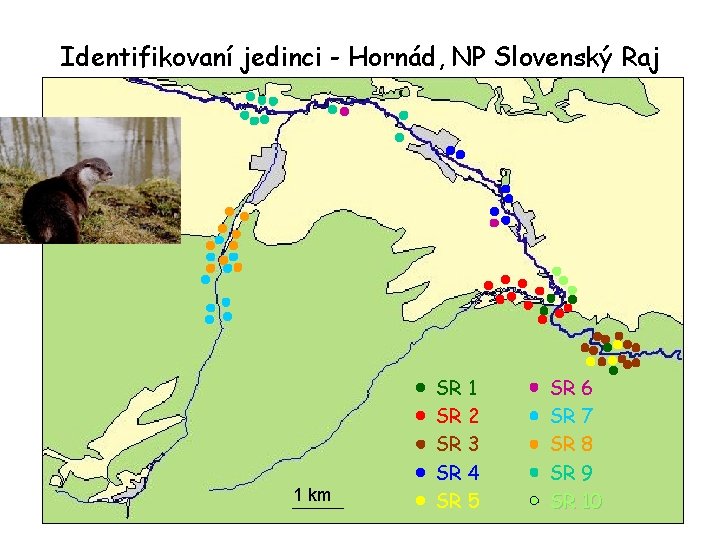 Identifikovaní jedinci - Hornád, NP Slovenský Raj 1 km SR 1 SR 2 SR