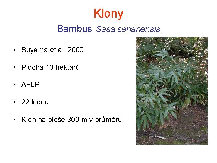 Klony Bambus Sasa senanensis • Suyama et al. 2000 • Plocha 10 hektarů •