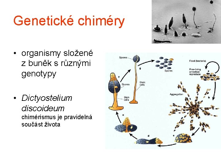 Genetické chiméry • organismy složené z buněk s různými genotypy • Dictyostelium discoideum chimérismus