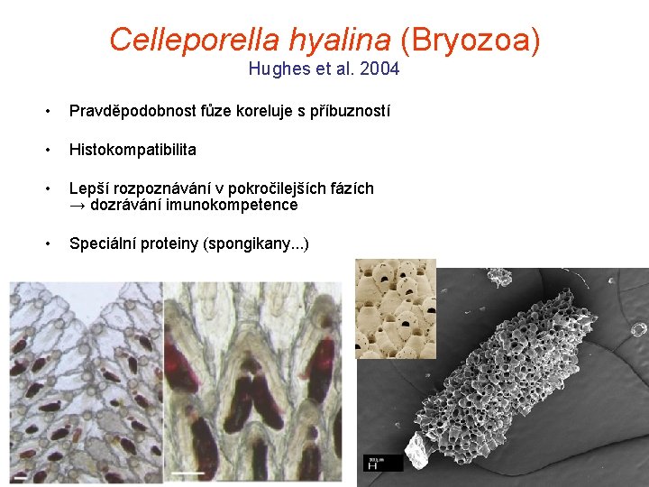 Celleporella hyalina (Bryozoa) Hughes et al. 2004 • Pravděpodobnost fůze koreluje s příbuzností •