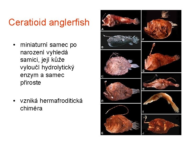 Ceratioid anglerfish • miniaturní samec po narození vyhledá samici, její kůže vyloučí hydrolytický enzym