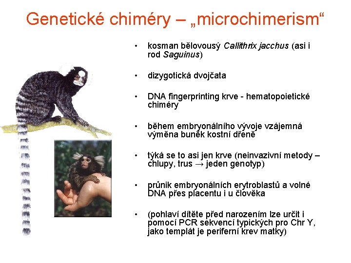 Genetické chiméry – „microchimerism“ • kosman bělovousý Callithrix jacchus (asi i rod Saguinus) •