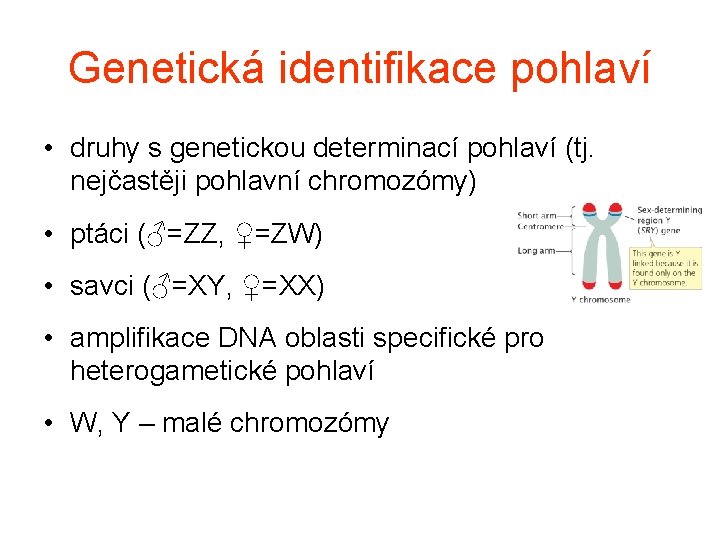 Genetická identifikace pohlaví • druhy s genetickou determinací pohlaví (tj. nejčastěji pohlavní chromozómy) •