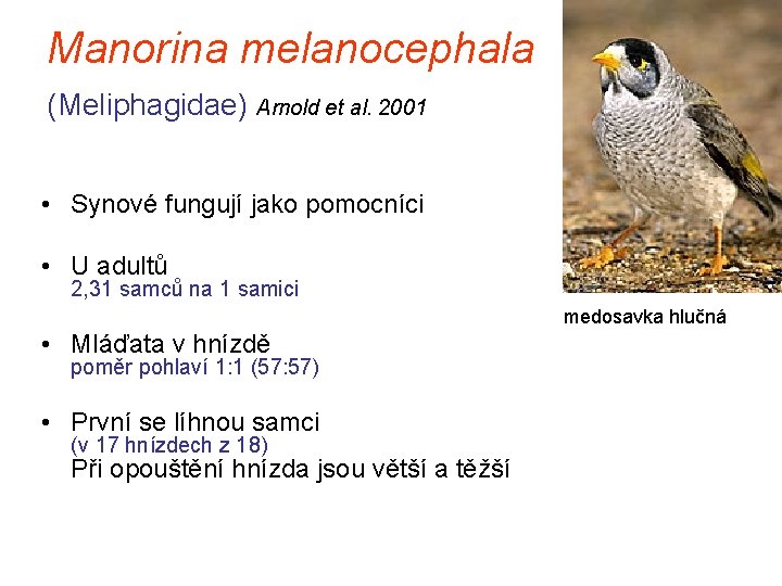 Manorina melanocephala (Meliphagidae) Arnold et al. 2001 • Synové fungují jako pomocníci • U