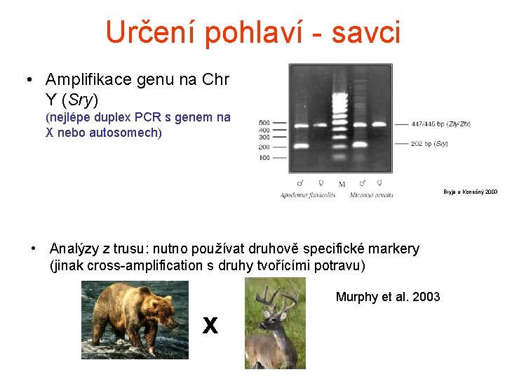 Určení pohlaví - savci • Amplifikace genu na Chr Y (Sry) (nejlépe duplex PCR