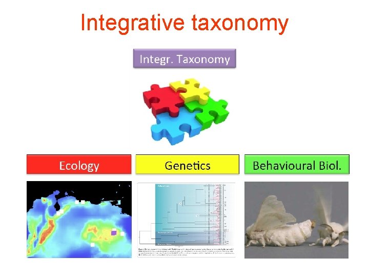 Integrative taxonomy 