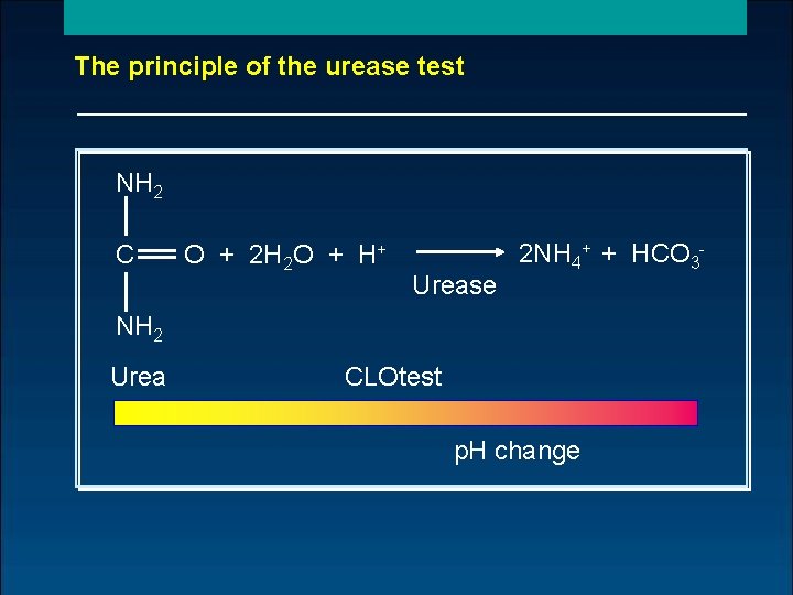 The principle of the urease test NH 2 C O + 2 H 2