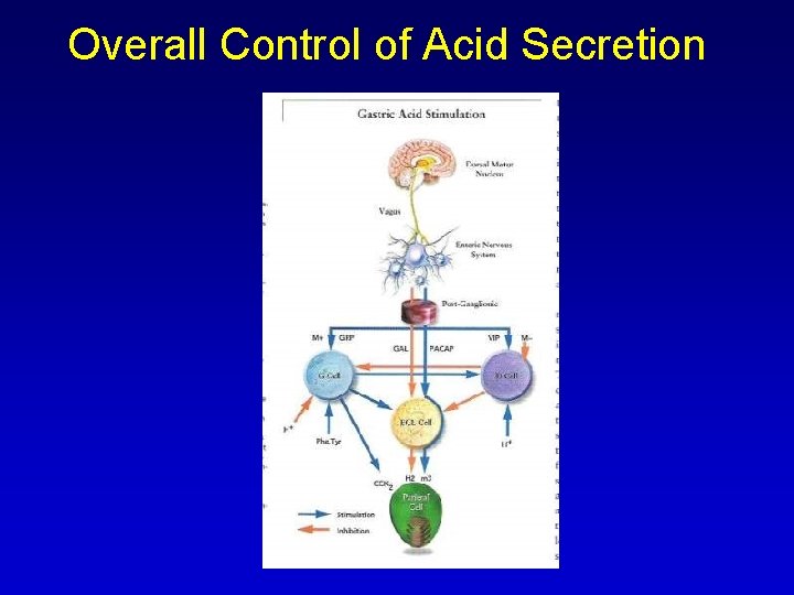 Overall Control of Acid Secretion 