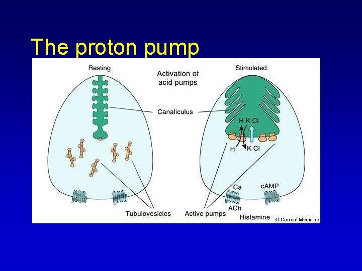 The proton pump 