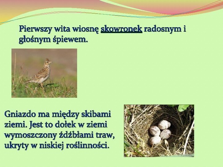 Pierwszy wita wiosnę skowronek radosnym i głośnym śpiewem. Gniazdo ma między skibami ziemi. Jest