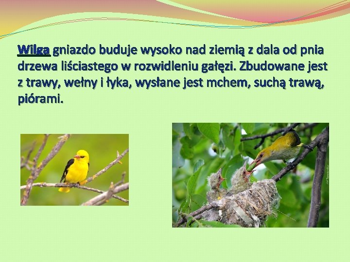 Wilga gniazdo buduje wysoko nad ziemią z dala od pnia drzewa liściastego w rozwidleniu