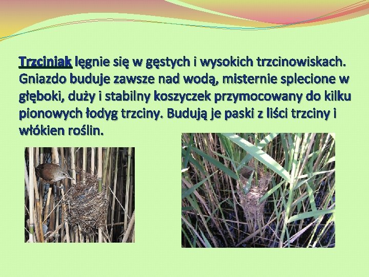 Trzciniak lęgnie się w gęstych i wysokich trzcinowiskach. Gniazdo buduje zawsze nad wodą, misternie