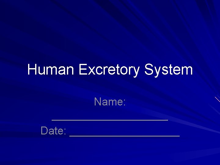 Human Excretory System Name: __________ Date: _________ 