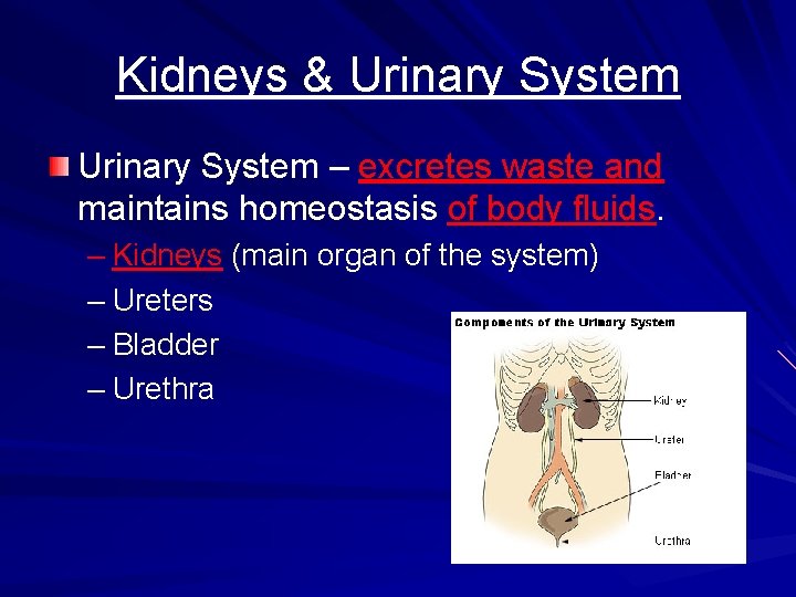 Kidneys & Urinary System – excretes waste and maintains homeostasis of body fluids. –