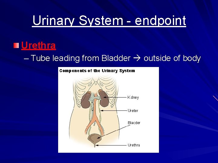 Urinary System - endpoint Urethra – Tube leading from Bladder outside of body 