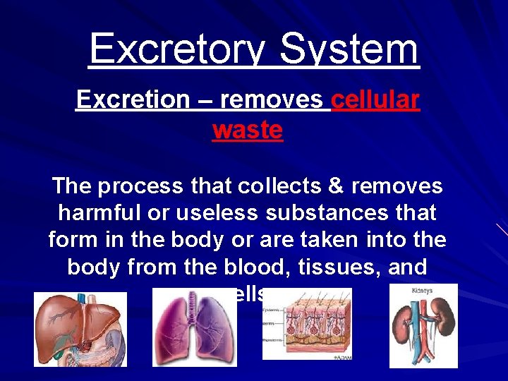 Excretory System Excretion – removes cellular waste The process that collects & removes harmful