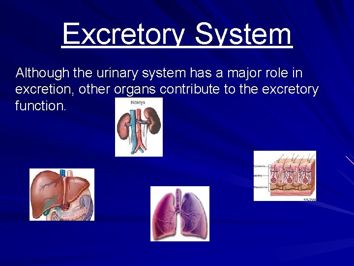 Excretory System Although the urinary system has a major role in excretion, other organs